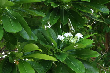 Cerbera manghasの花と葉