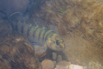 Bluebreast darter displaying on river bed