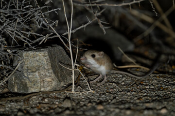 Merriam's kangaroo rat foraging at night