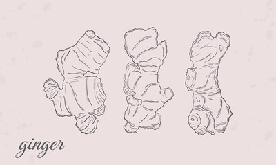 ginger root herbal hand drawing