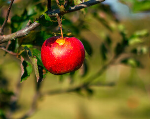 Organic red ripe apple  hanging on branch, fruit in orchard ready for picking