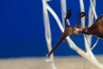 ウィーディーシードラゴン