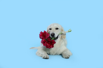 Cute Labrador Retriever with beautiful peony flowers on light blue background