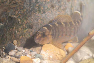 Bluebreast darter displaying on river bed