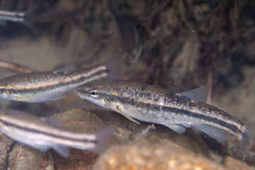 Western blacknose dace in a creek