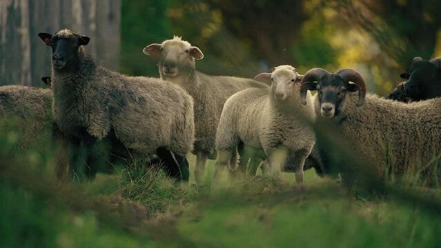 flock of sheeps looking at the camera, animals concept. High quality 4k footage