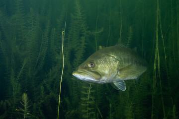 Largemouth bass in a lake