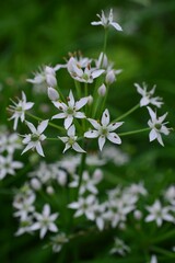 懶人草（らじんそう）