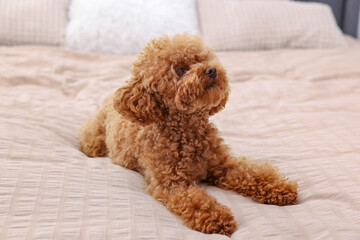 Cute Maltipoo dog on soft bed. Lovely pet