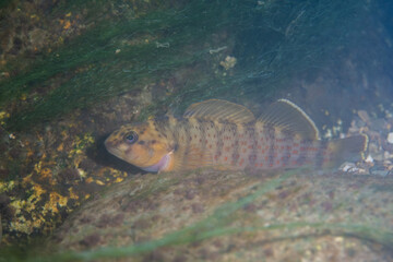 Bluebreast darter displaying on river bed