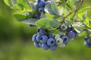 Wild blueberries growing outdoors, closeup and space for text. Seasonal berries