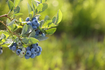 Wild blueberries growing outdoors on sunny day, closeup. Space for text