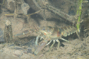 Crawfish in a clear creek