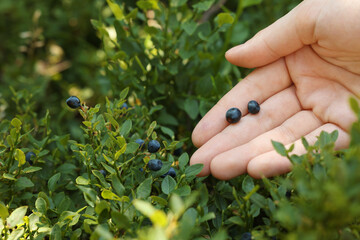 Woman picking up bilberries in forest, closeup