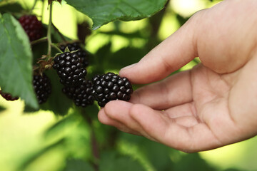 Woman picking ripe blackberries from bush outdoors, closeup