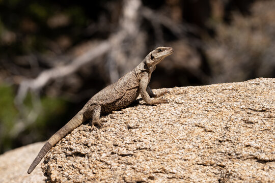 Common chuckwalla basking on a rock
