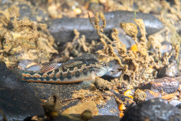 Tennessee snubnose darter on river bed