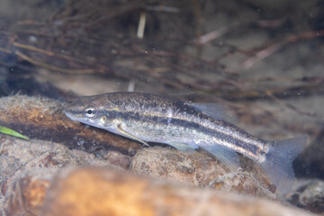 Western blacknose dace in a creek