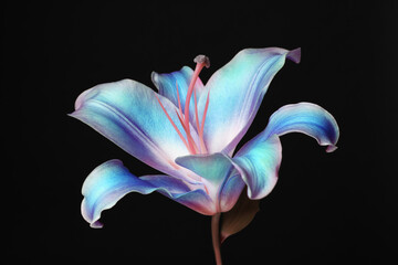 Amazing lily flower in blue and pink colors on black background - obrazy, fototapety, plakaty