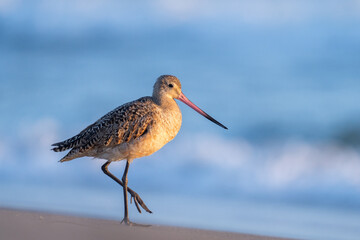 Marbled godwit walking in beach