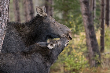 Fototapeta premium Tender Moose Moment: Alces alces Cow and Calf Sharing Love Up Close. Wildlife Photography. 