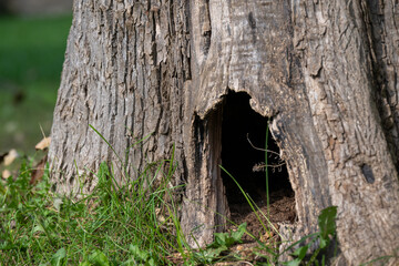 The base of a large mature tree with thick brown bark. There's a hollowed-out hole exposing sawdust from a rodent or squirrel boring into the heartwood. The ground is covered in lush green grass. 