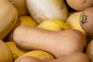 Various types of squash such as spaghetti, butternut, and delicata in a bin at a farmers' market. The ripe summer and winter squash are seasonal vegetables with thick skin, stalks, and round shapes.