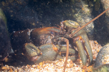 Crawfish in a clear creek