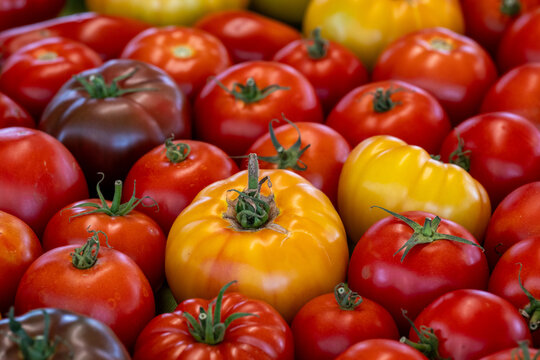 A variety of fresh cultivated round shaped tomatoes. The fruit is yellow, red, blue and plum color and consists of heirloom, beef, and Roma varieties. The tomatoes have a firm flesh with green stalks.