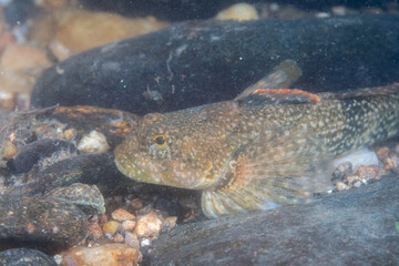 Banded sculpin hiding among rocks in a river