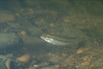 Spottail shiner in a river