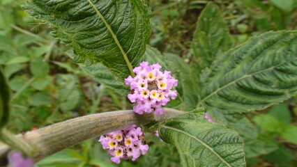 planta flor Lippia alba - erva cidreira
