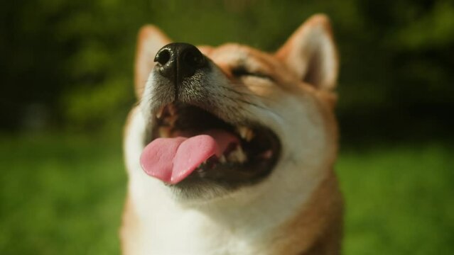 Close-up of shiba inu dog in the park on sunny day. Lovely pet sitting on the grass. Portrait of a japanese dog. 