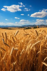 wheat field in the summer