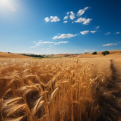 golden wheat field in autumn