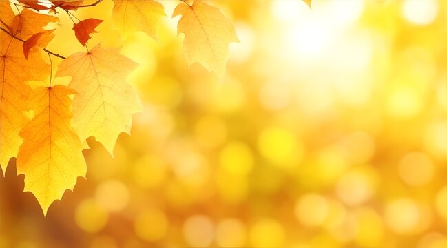 Beautiful autumn background with yellow leaves and bokeh sunshine, bokeh and glow. Falling leaves natural background.