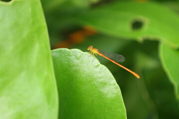 緑の葉に止まるCeriagrion auranticum ryukyuanum