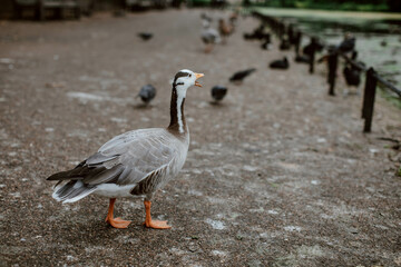 Grey white Goose walking in St. James's Park in London. 