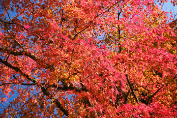 秋の季節に真っ赤に染まる紅葉