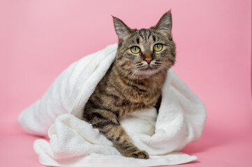Striped cat wrapped in a white towel on a pink background. 