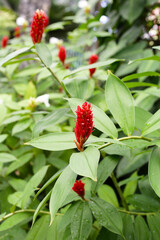 Indian head ginger, Costus speciosus