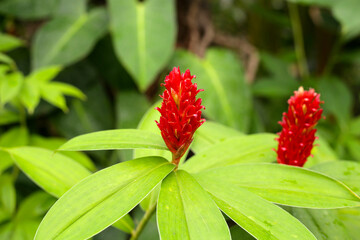 Indian head ginger, Costus speciosus