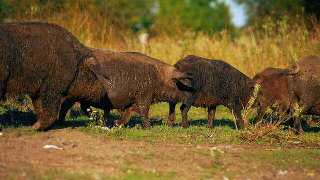 Mangalica pig, a Hungarian rare breed pig that is making a come back because of the health properties of its meat. High quality 4k footage