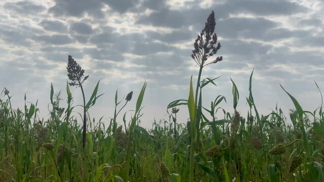 Corn corps is ready to harvest early morning village Yemen.