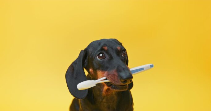 cute dachshund puppy takes a toothbrush from its owner on a yellow background. Oral care for dog