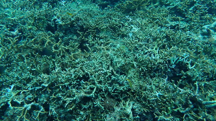 海の中に様々なサンゴが生息する風景