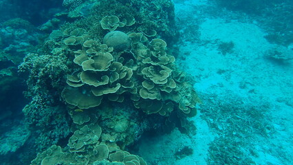 海の中に様々なサンゴが生息する風景
