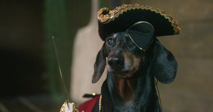 A cute dachshund dog in a pirate hat and costume, covered with an eye patch, took out a sword. A brave and courageous captain.