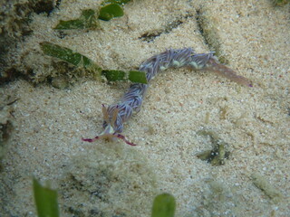 海の野中の砂地に生える海藻とムカデミノウミウミ（Pteraeolidia semperi ）