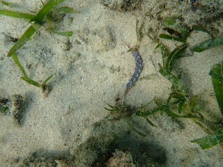 海の野中の砂地に生える海藻とムカデミノウミウミ（Pteraeolidia semperi ）
